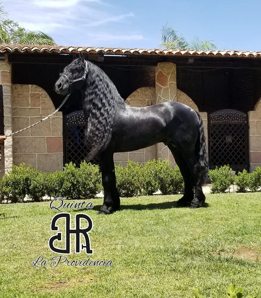 Caballo en pradera